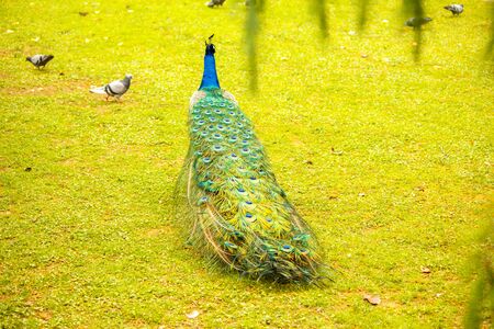 Peacock walking forward. Peacock photographed from behind. Peacock walks through the meadow.の写真素材