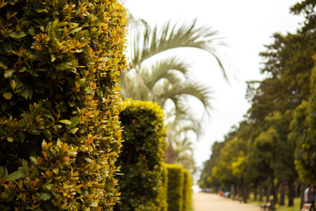 Trimmed bush in the park. Park for walking and recreation.