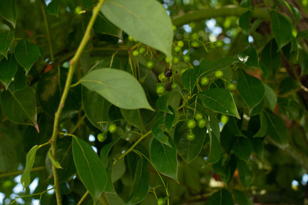 Little green berries on a tree. Small green fruits on tree branches.