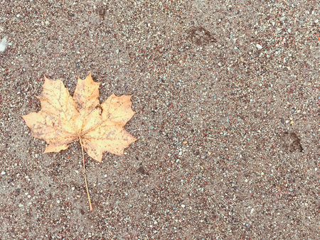 Brown, wet sand with a yellow leaf. There is a place for text. Autumn photo of wet land with a dry...