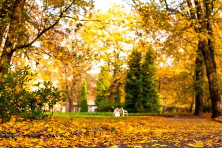 Autumn landscape in blur. Autumn forest in different colors.の写真素材
