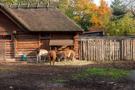 Llamas on the farm. Countryside with llamas.