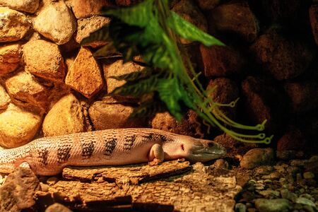 Varan in the terrarium at the zoo. Background with a lizard.の写真素材