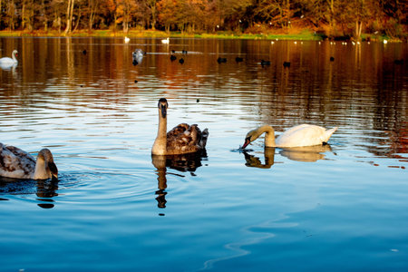 White and gray swans swim in the lake. Swans close-up.の写真素材