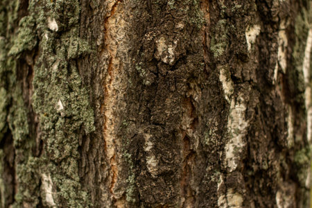 The texture of the tree. The macro texture of the tree bark.