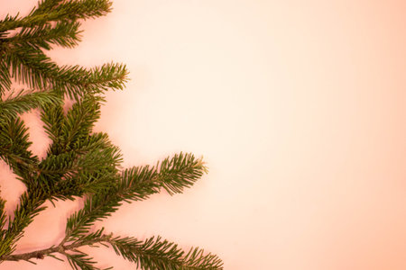 Spruce branches on a pink background with space for text.