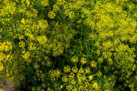 Dill flowers from above. Dill harvest on the farm.