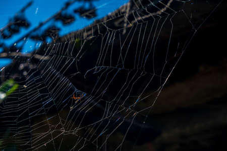 The web glistens in the sun.の写真素材