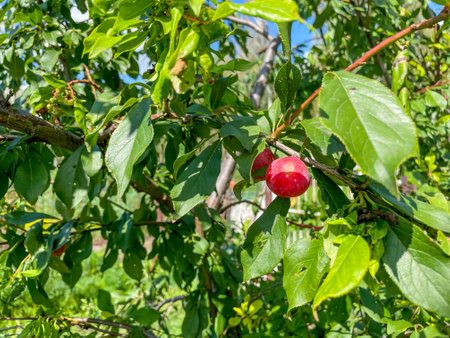 Plum on a branch. plum harvest.の写真素材