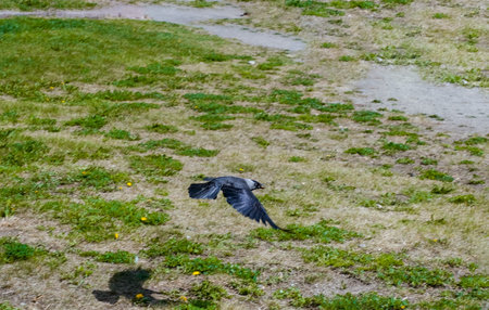 The crow flies low over the ground. The bird is flying.の写真素材