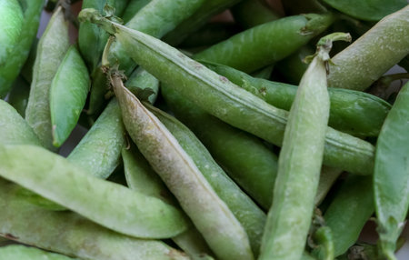 Close-up photo of green pea pods.Organic green peas.の写真素材