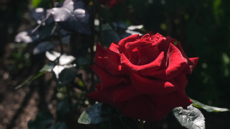 Rose in the sun.Gardening concept.Beautiful red rose in the garden.の写真素材