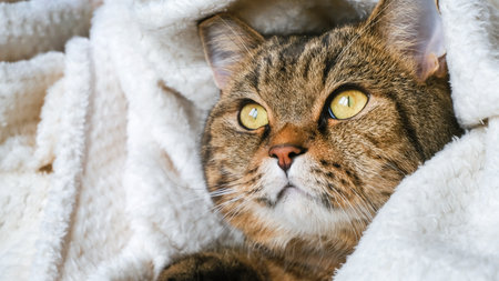 Cute striped cat in a soft blanket. The pet is resting. Cat's muzzle close-up.の写真素材