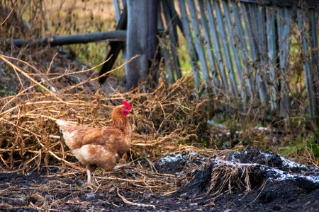A red chicken walks on the ground in autumn. Chicken on the farm.の写真素材