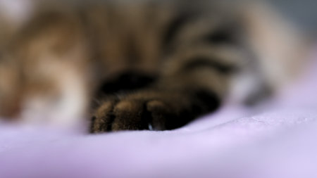 Background with a cat's paw. Background with blur.の写真素材