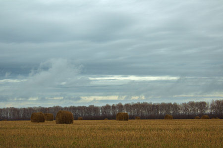 An abandoned field with withered yellow grass on a cloudy day. Dry vegetation, uneven ground and gray sky create an atmosphere of autumnal decay.Autumn landscape.の写真素材