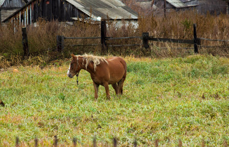 Horse in a clearing in the countryside. A domestic horse stands in a clearing.の写真素材