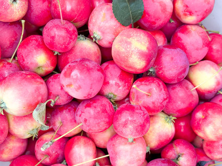 The harvest of apples. Small red apples photographed from above. Culinary background, banner, cover.の写真素材