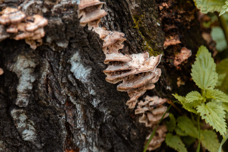 Close-up of tinder mushrooms on tree bark. Natural concept.Mushrooms growing on tree bark close-up.の写真素材
