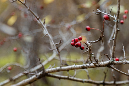 Red berries on a tree branch. autumn background.