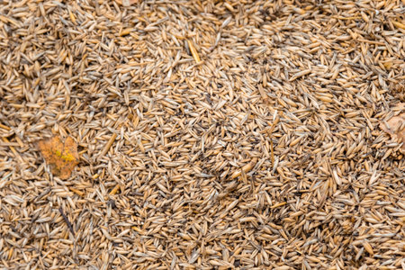 Macro photo of a scattering of oat seeds with an autumn leaf. The natural grain texture, golden...