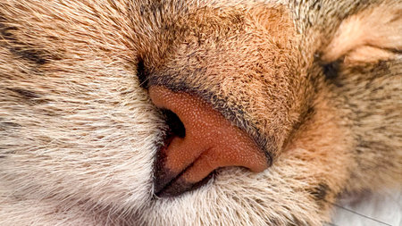 Close-up of a cat's face. Macro shooting of a cat's nose.の写真素材