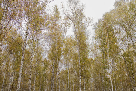 A birch grove in late autumn with slender white-trunked trees and pale foliage under a cloudy sky...