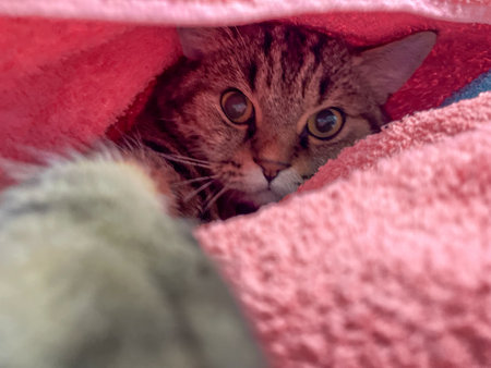 A domestic cat with large round eyes hid in a soft pink blanket, looking out with curiosity and caution.の写真素材