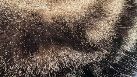 Cat fur close-up. Cat Hair Texture.の写真素材