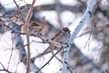 A close-up shot showing field sparrows sitting on birch branches.