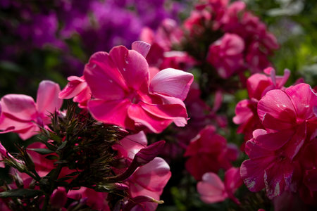 A close-up of a bright crimson phlox paniculata inflorescence in the sunlight.の写真素材