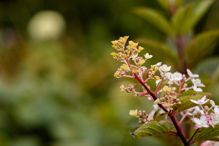 Autumn inflorescence of hydrangea paniculata close-up with pink and white flowers, macro photo in the gardenの写真素材