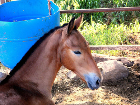 Young Horseの写真素材