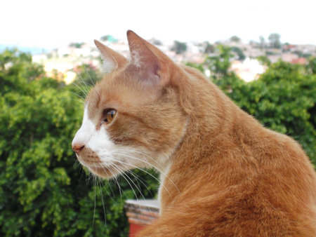 Head of an Orange Cat over Green Backgroundの写真素材