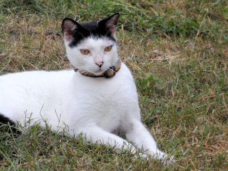 White cat with black head and ears and yellow eyes and collar sitting in the gardenの写真素材