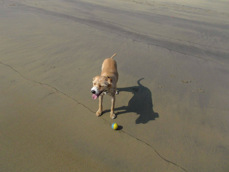 Cute dog standing at the beach with a ball, its shadow on the sandの写真素材