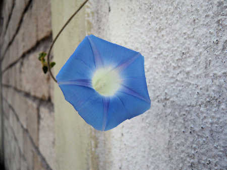 Blue Flower of a Morning Glory Vineの写真素材
