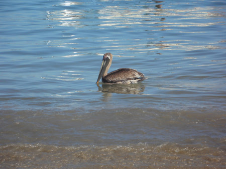 Pelican floating placidly close to the shoreの写真素材