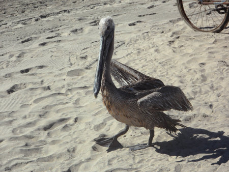 Pelican walking on sand at the beachの写真素材