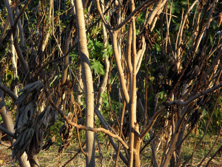 Standing dry twigs and branches of a bunch of treesの写真素材