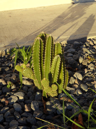 Small cactus planted among grey stone pebbles on the sidewalkの写真素材