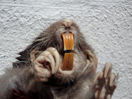 Head, sharp teeth, paws and claws of a pocket gopher in frontal viewの写真素材