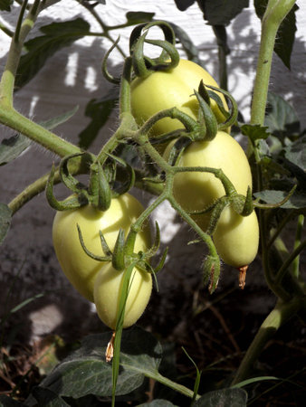 Five unripe Roma tomatoes still attached to the plantの写真素材