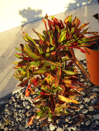 Tricolor plant with curly leaves planted among grey stone pebbles