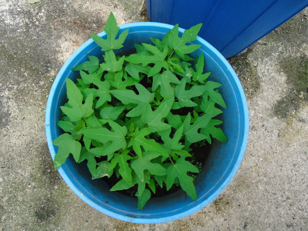 Papaya seedlings in a blue pot on the groundの写真素材