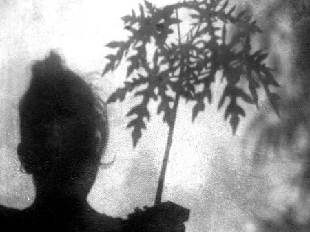 Silhouette of a woman with a papaya plant in her hand.の写真素材