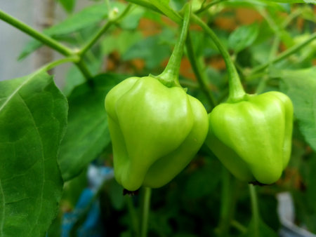 Habanero hot peppers growing on a branch in the garden. Close-up.の写真素材