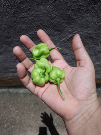 Green Habanero hot peppers in hand on a grey background. Selective focus.の写真素材