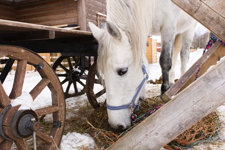 White horse near the wooden wheels with spokes eats grassの写真素材
