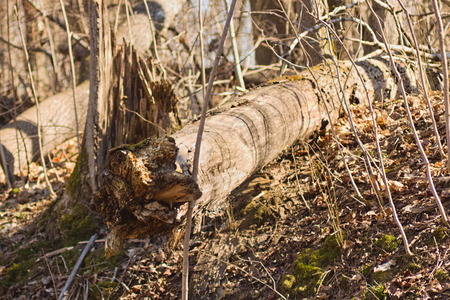 Broken by storm tree lies in the Woodsの写真素材